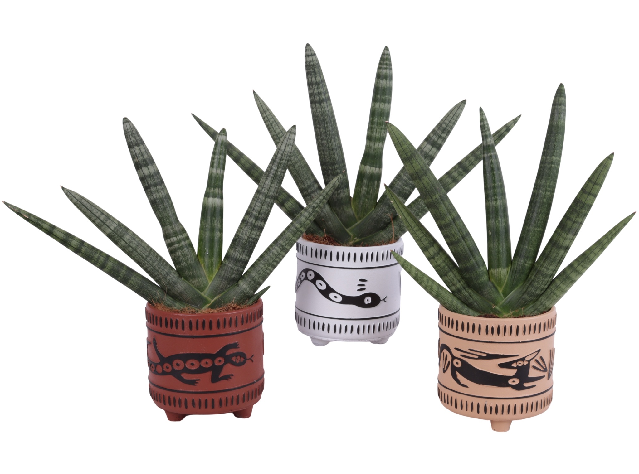 Sansevieria Cylindrica Handshake in Ø14cm Ceramic EV664, D 14