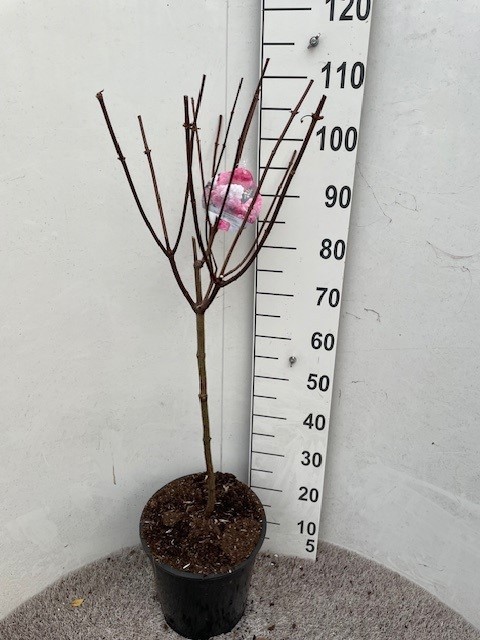 Hydrangea pan. Vanille Fraise 60 stam P28 C10, D 28