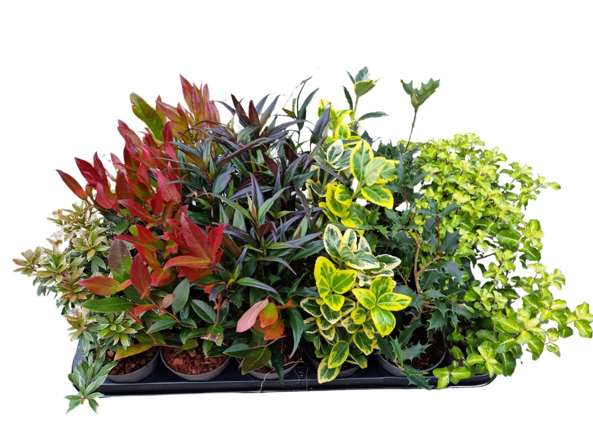 Heestermix Deluxe, D 9,5