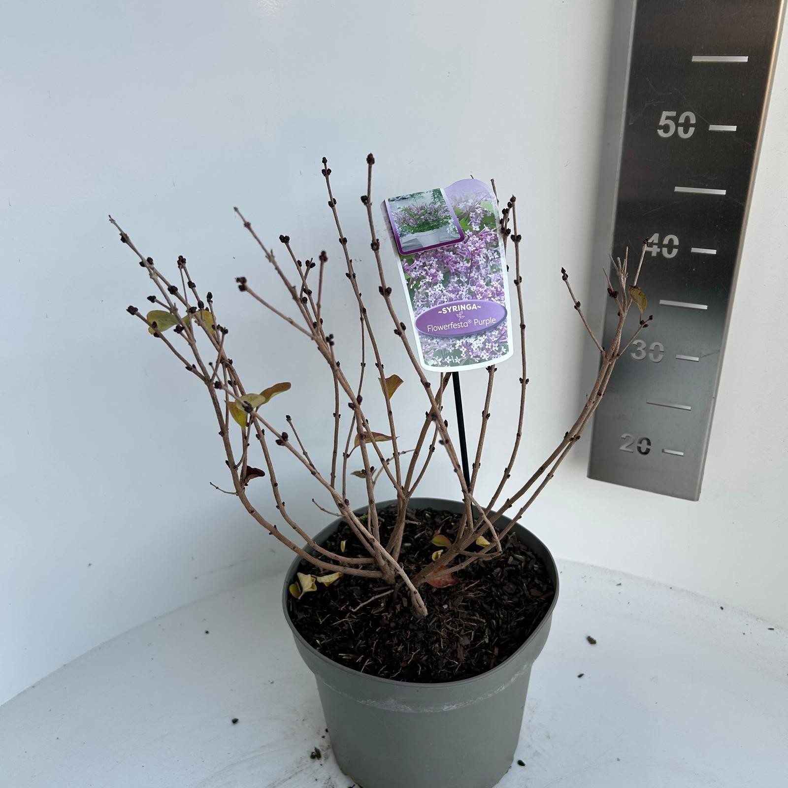 Syringa meyeri flowerfesta purple, D 23