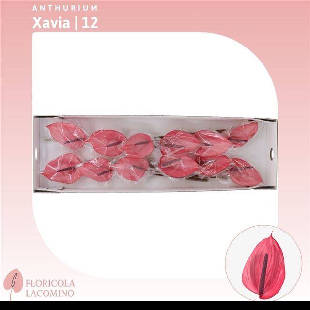 Антуриум Ксавиа, шт.