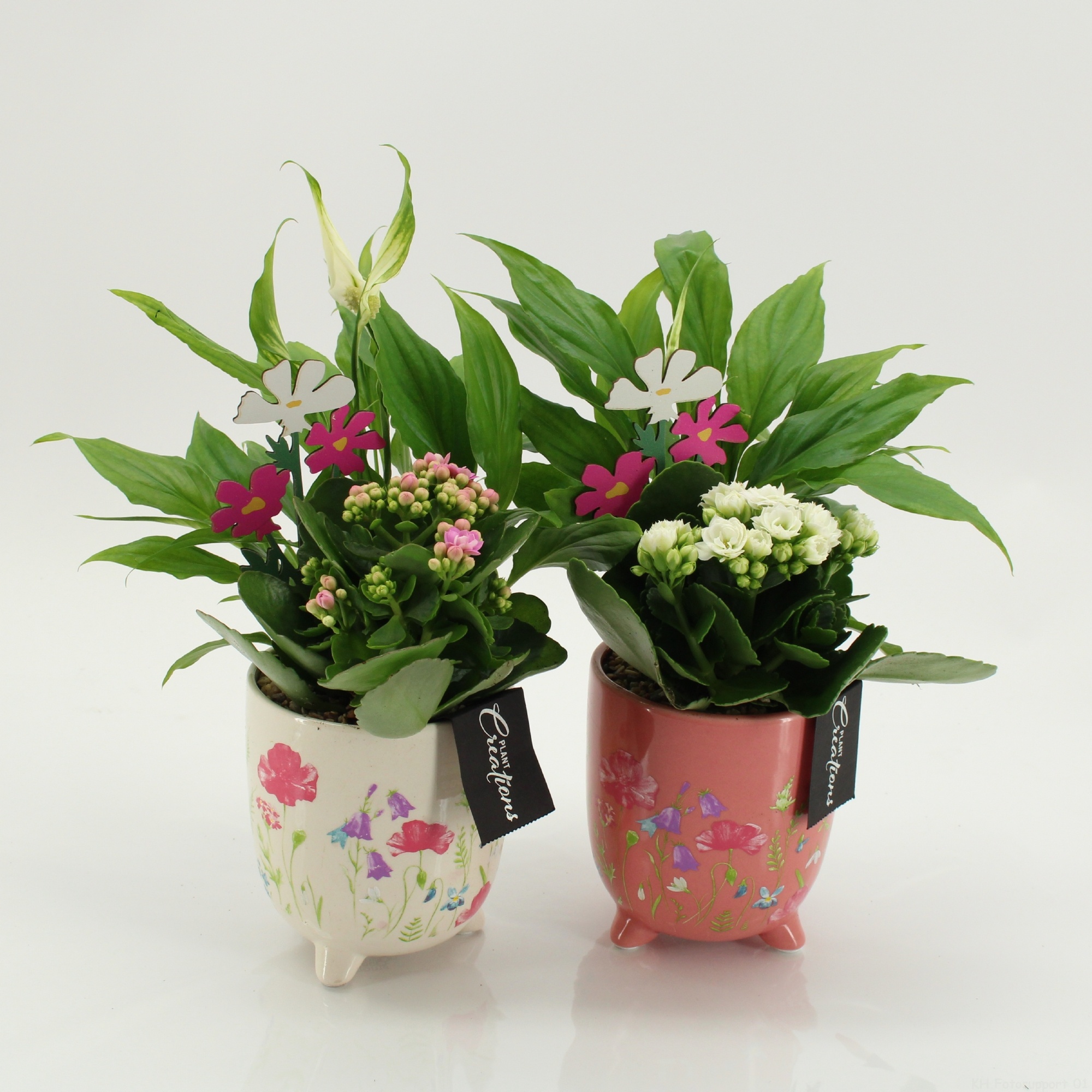 ENMD-2606 English Mother's day, D 13