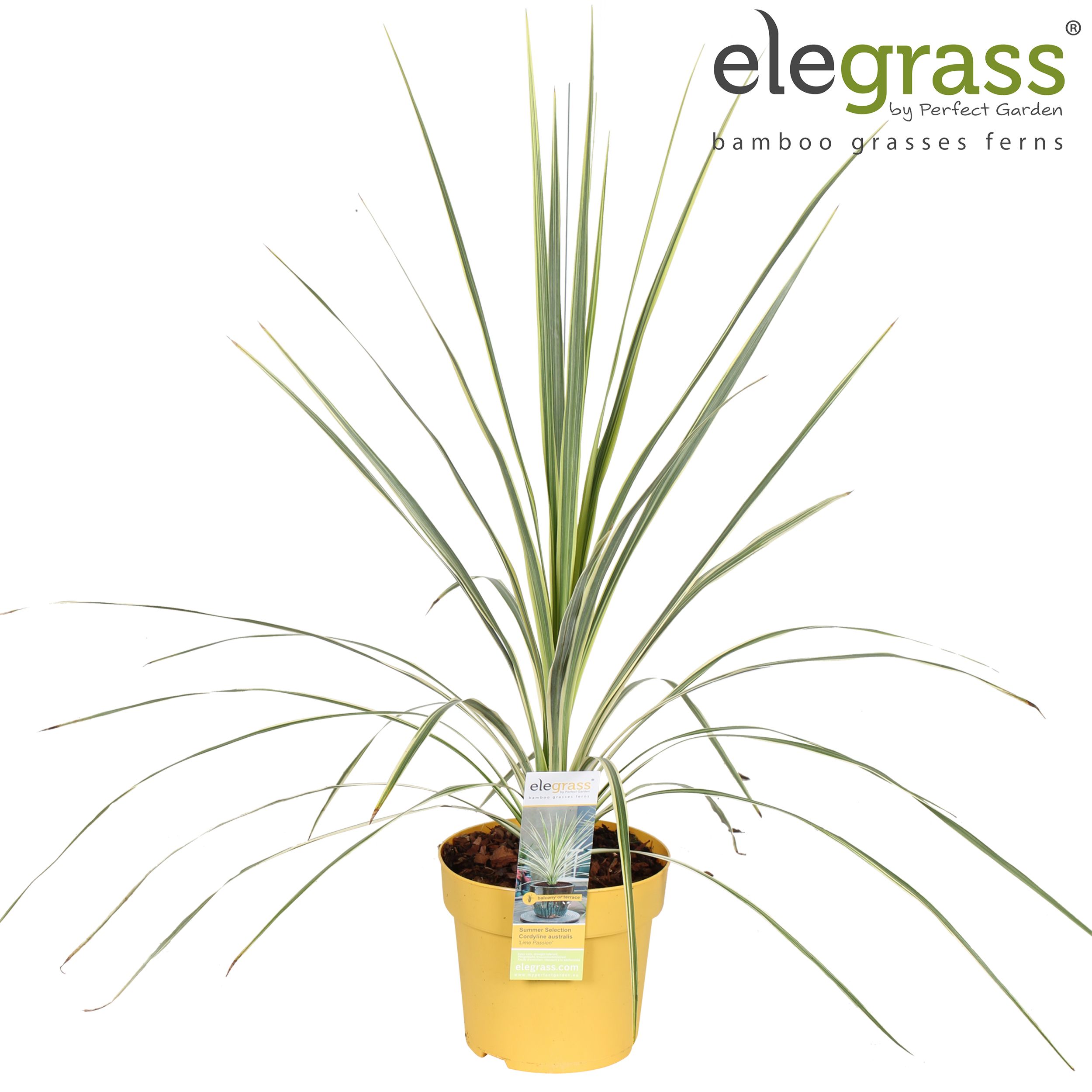 Cordyline australis 'Lime Passion' P14, D 14