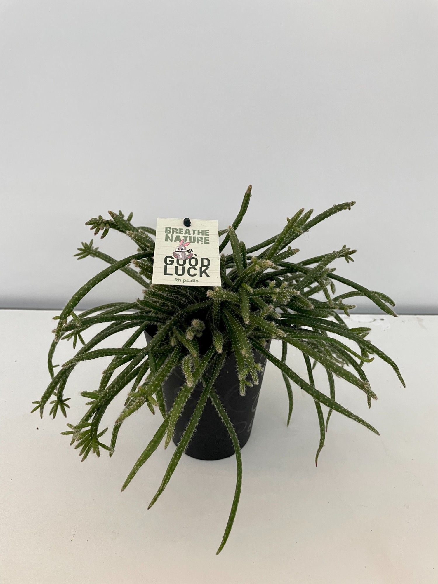 Rhipsalis Horrida HP14 met decoratie pot, D 14