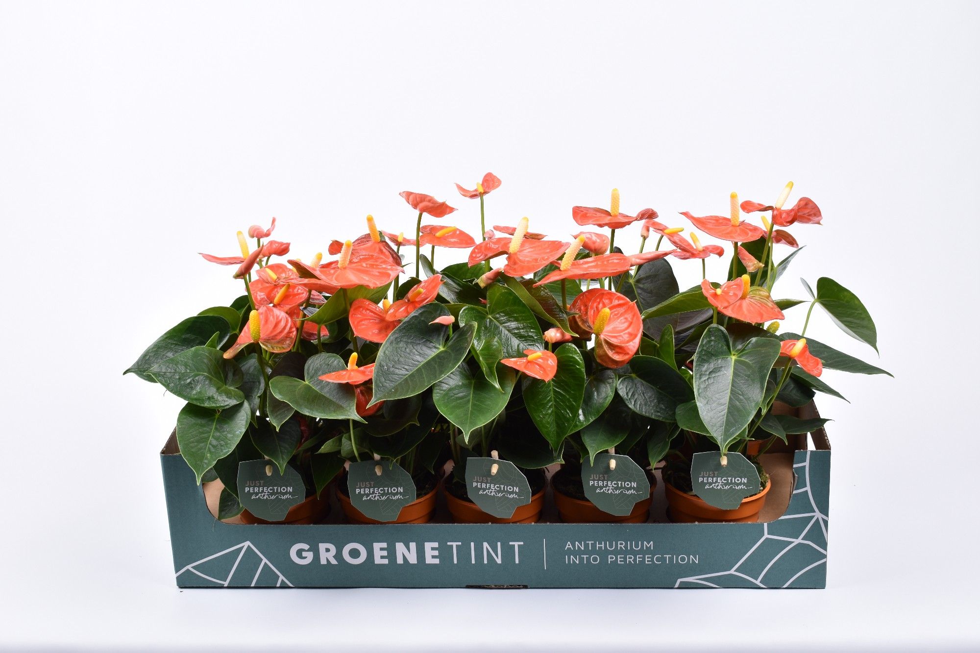 Anthurium Stilo 9cm in kartonnen showdoos, D 9