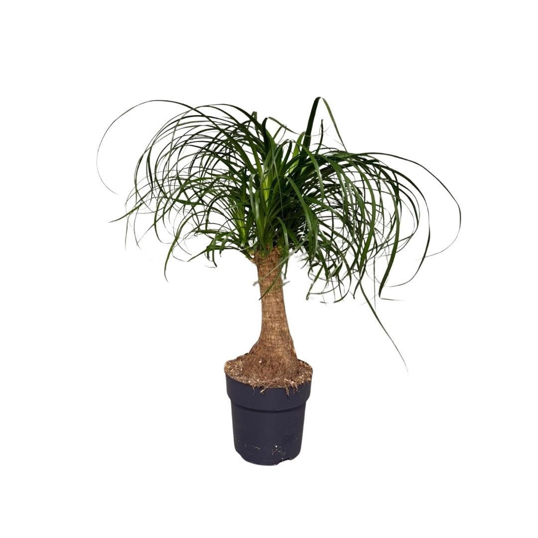 Beaucarnea Recurvata, D 19