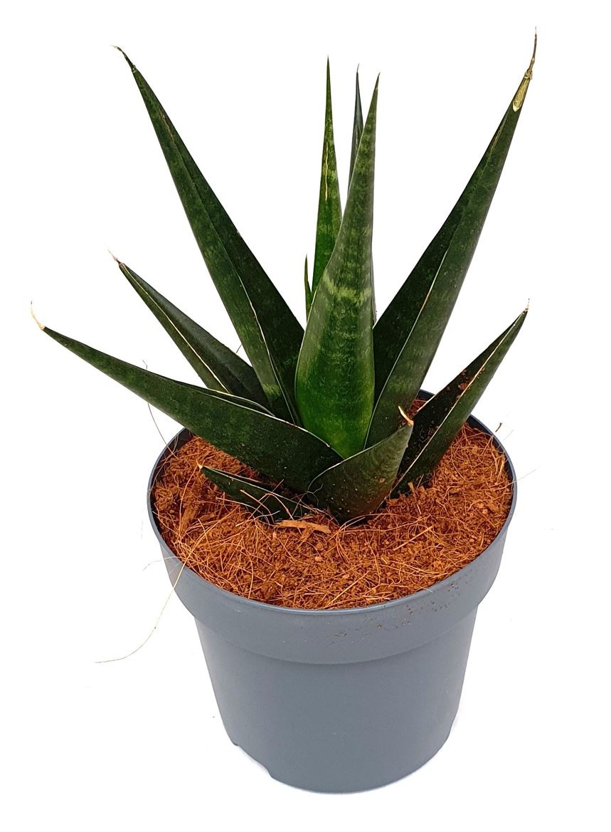 Sansevieria 'Dark Lady', D 14