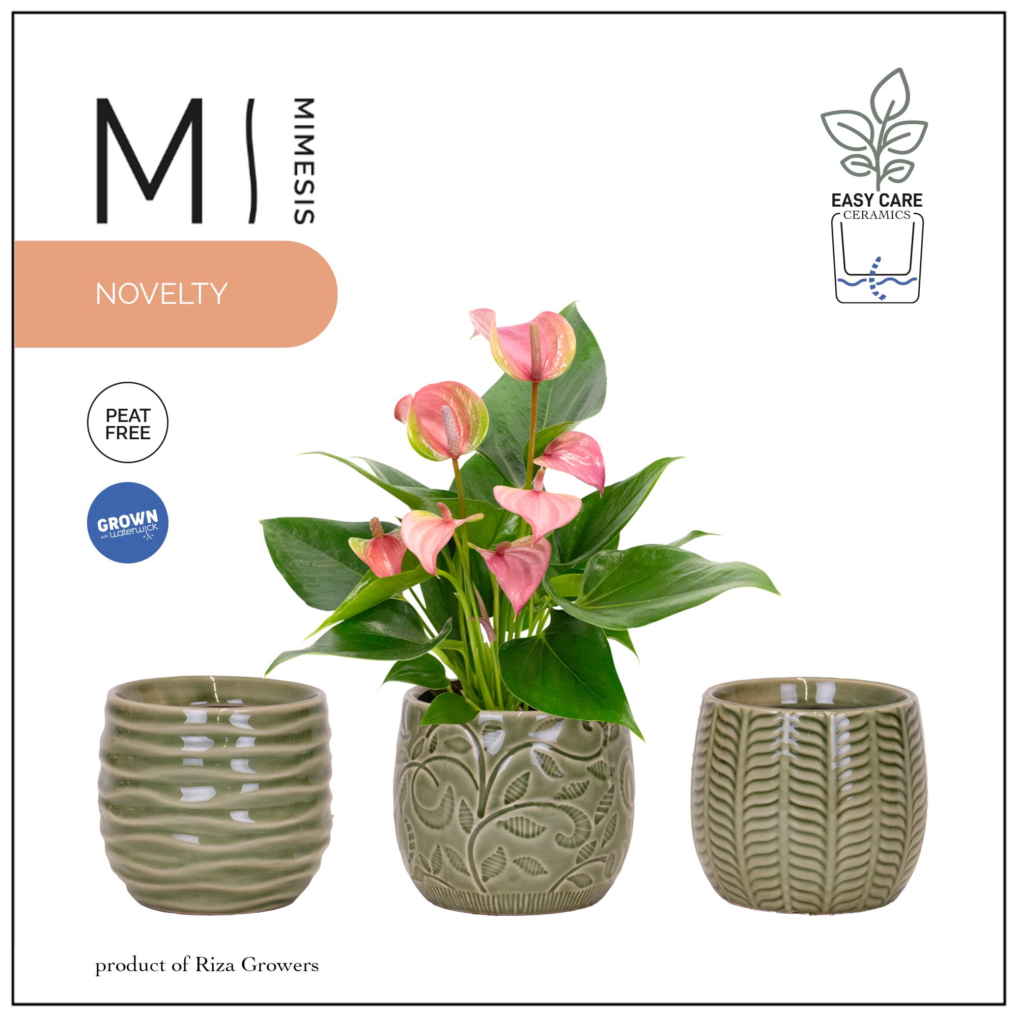 Mimesis Anthurium Joli - 9 cm Madeira, D 9 cm