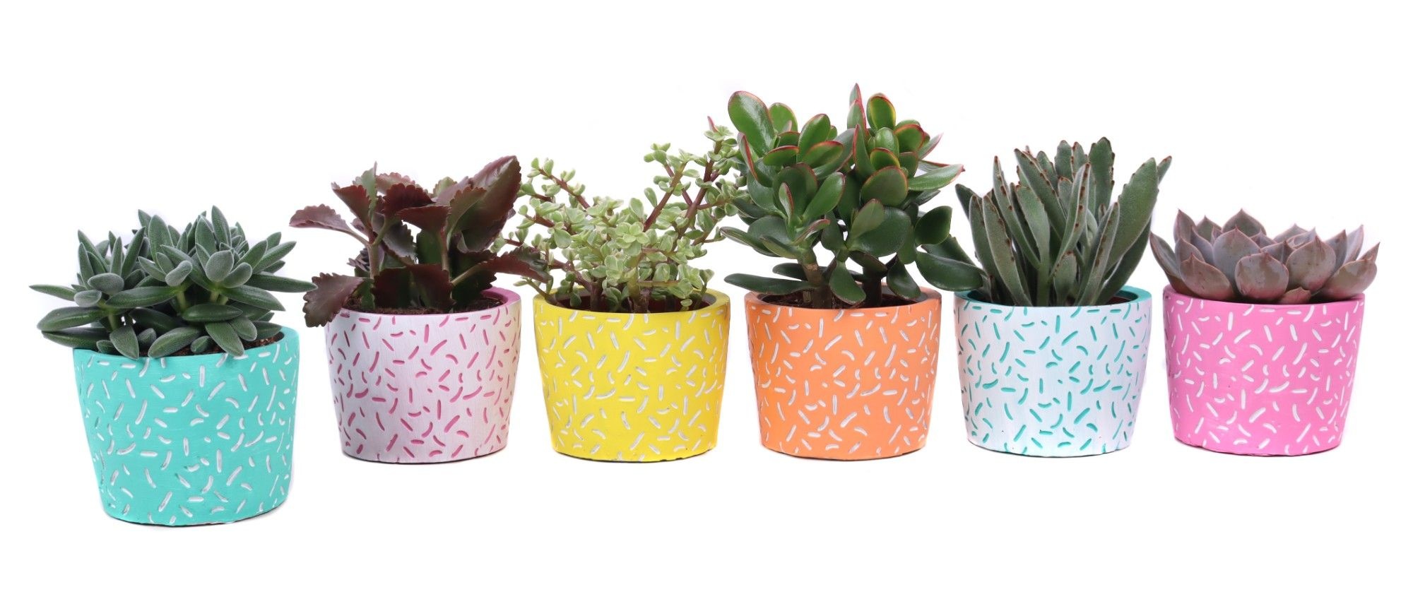 Succulent mix 10,5 cm in Merida sierpot, D 12