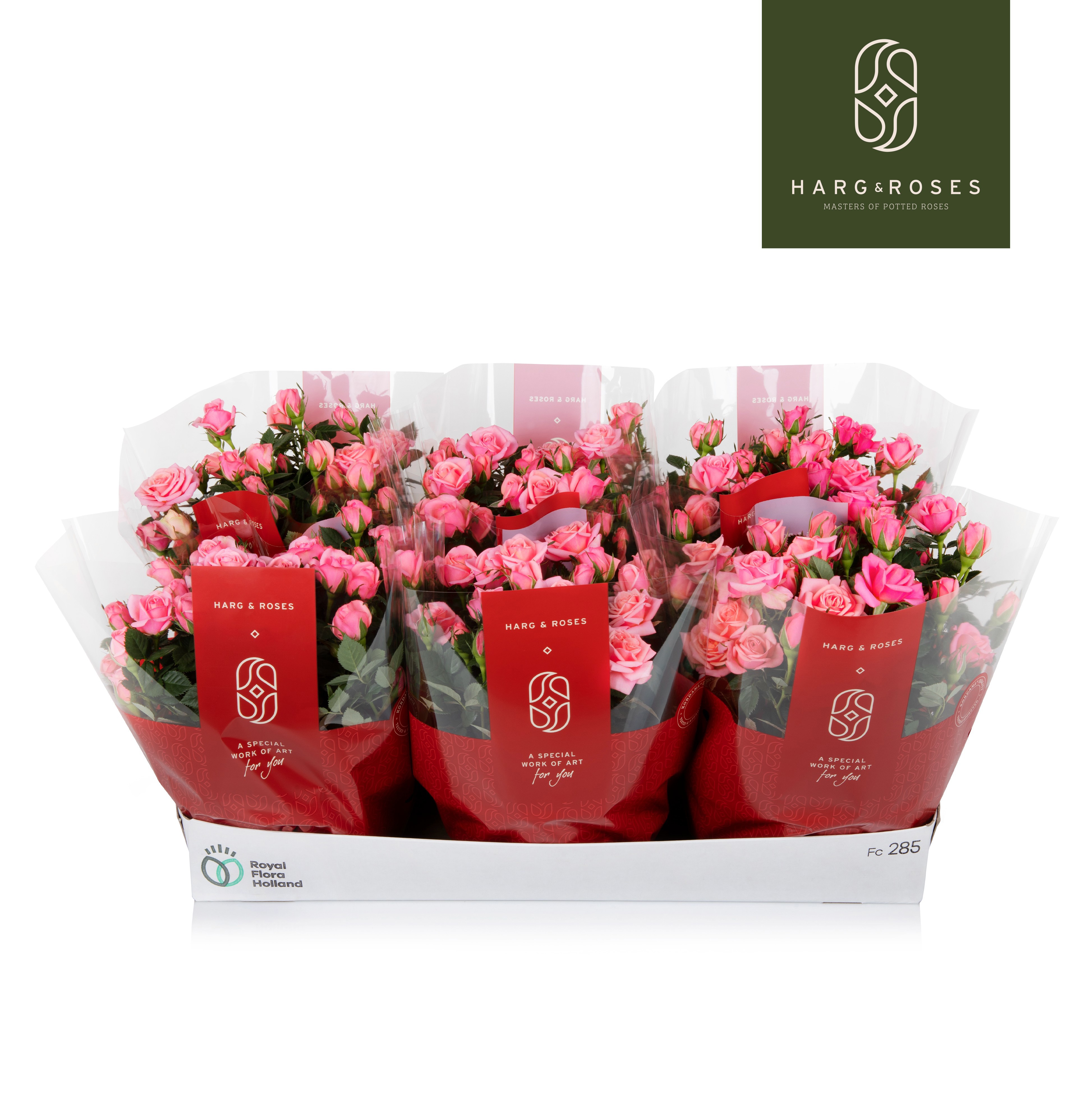 Rosa Kordana Schaal Flirt (roze), D 21