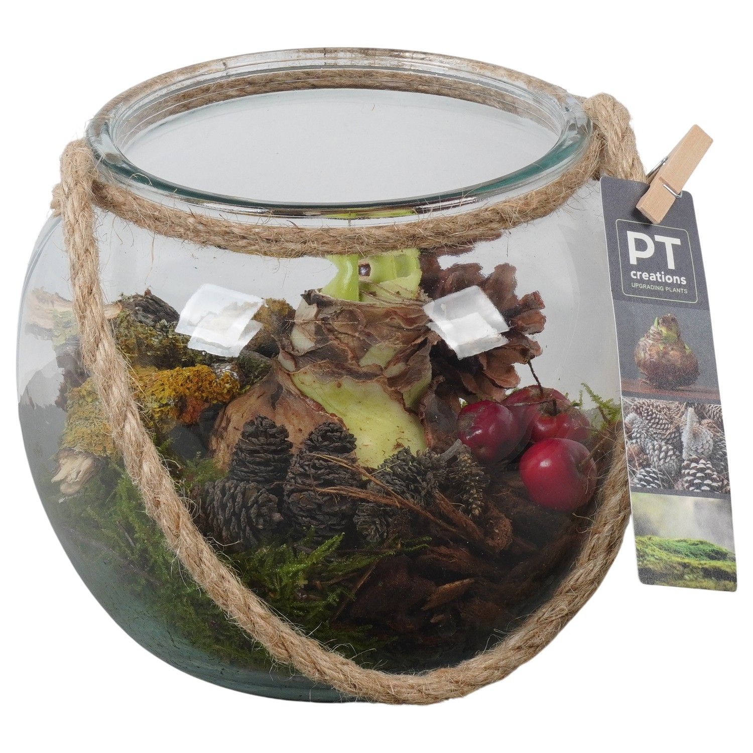 PTAA7578 Arrangement Amaryllis in glazen vaas, D 19 cm