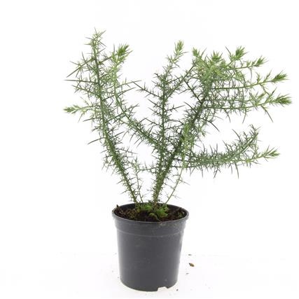 Ulex europaeus, D 14 cm