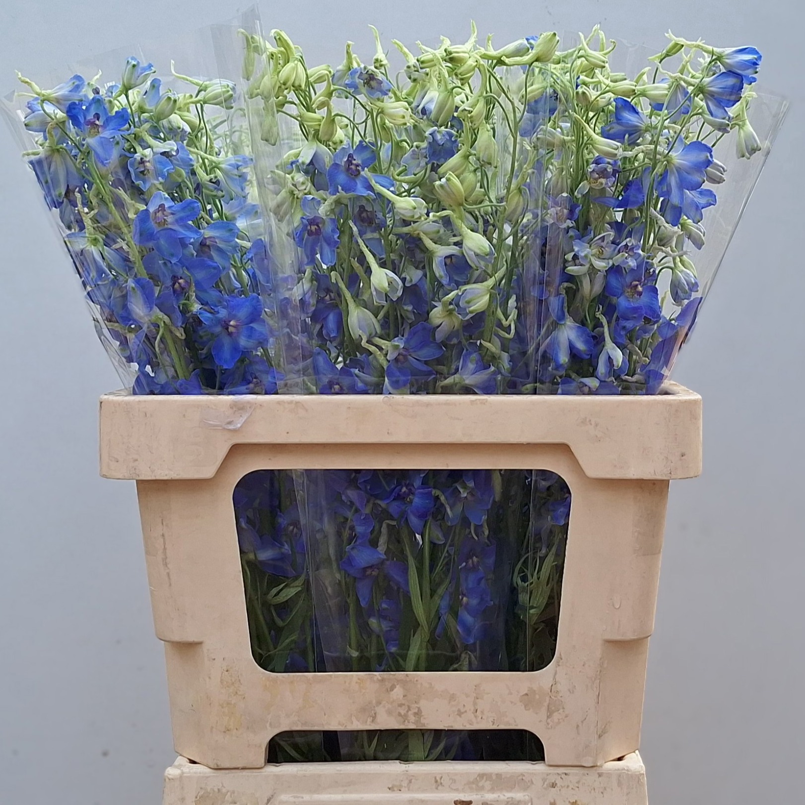 Дельфиниум од. Фолькерфриден 60, шт.