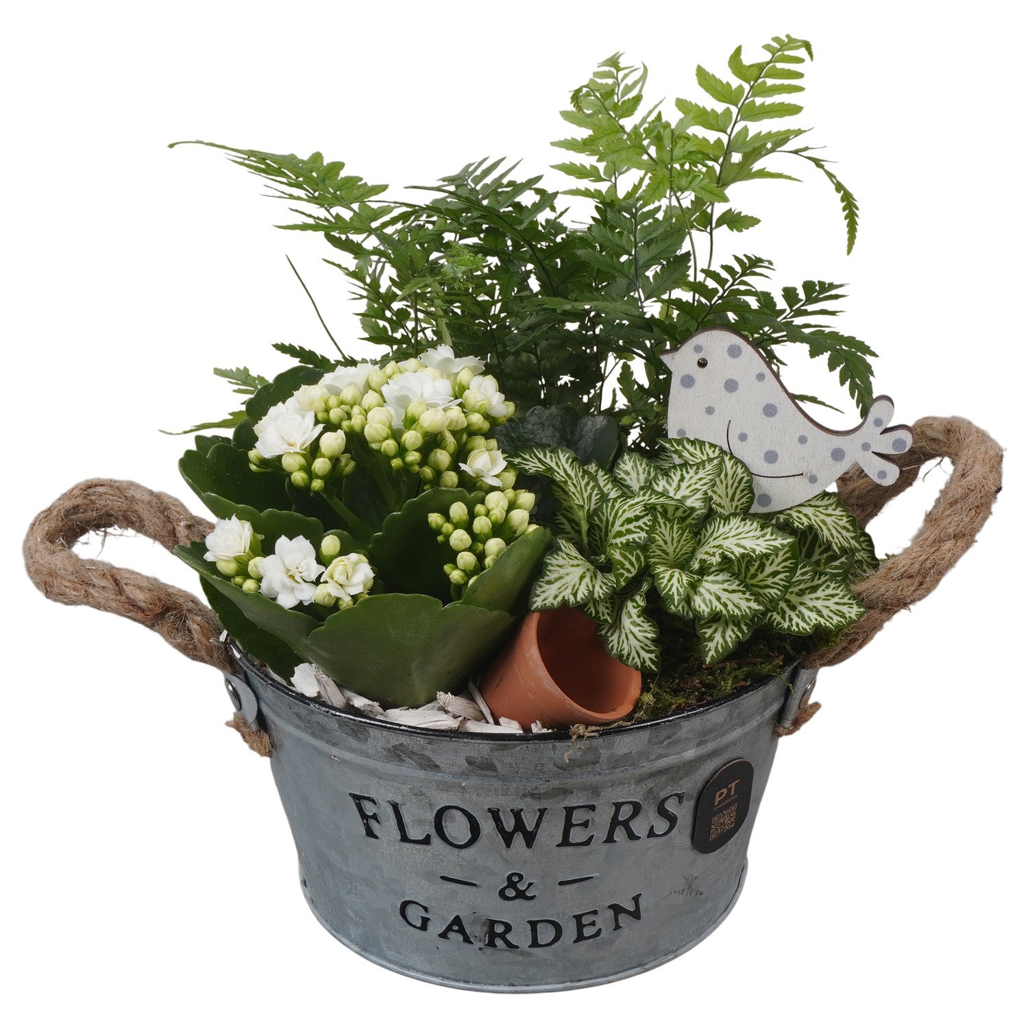 PTIB5327 Arrangement Indoor in metalen pot, D 16