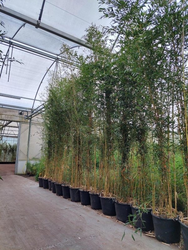 Phyllostachys aureos. 'Spectabilis', D 70
