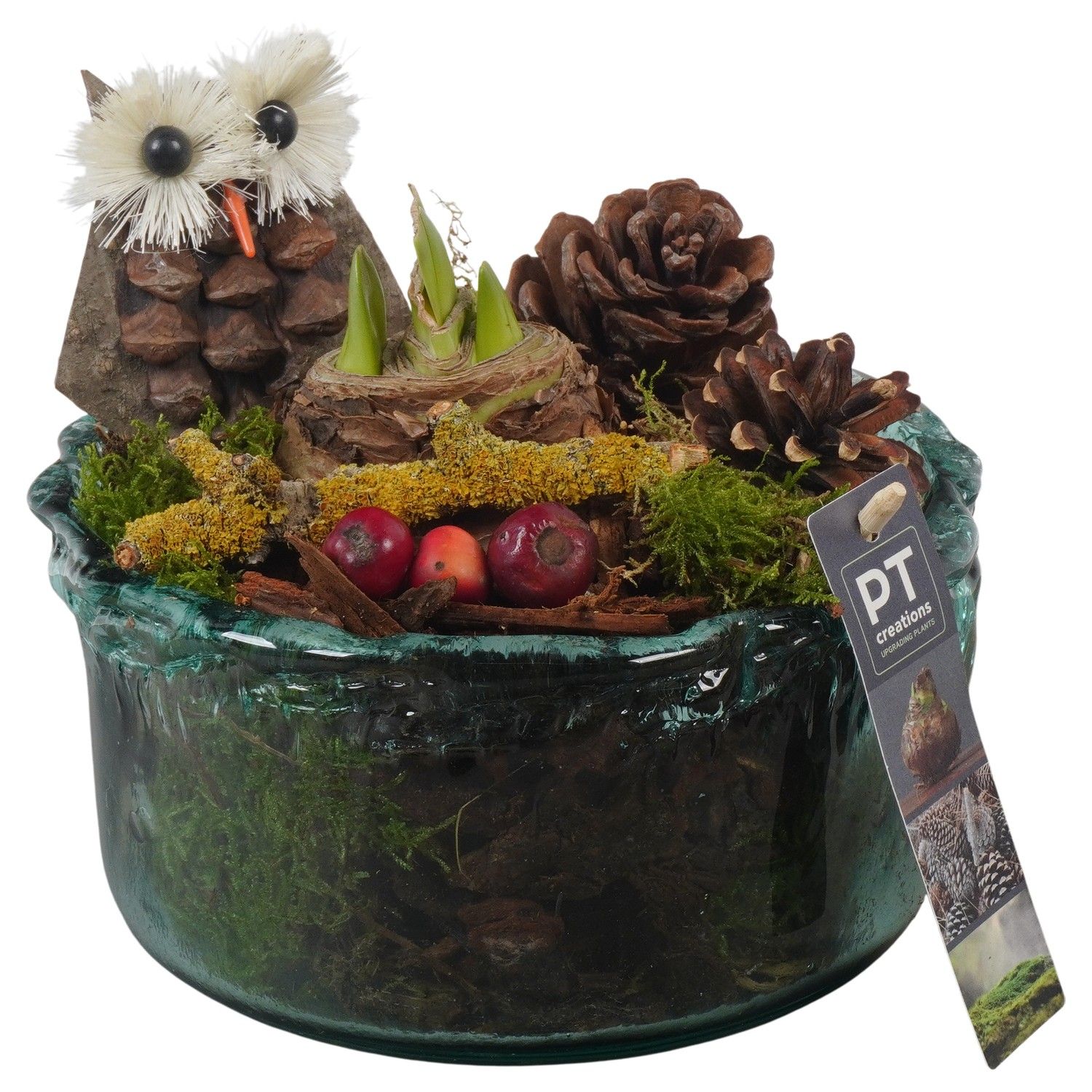 PTAA7586 Arrangement Amaryllis in glas schaal, D 18 cm