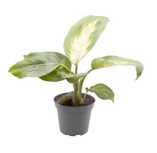 DIEFFENBACHIA MACULATA 'CAMILLA', D 6