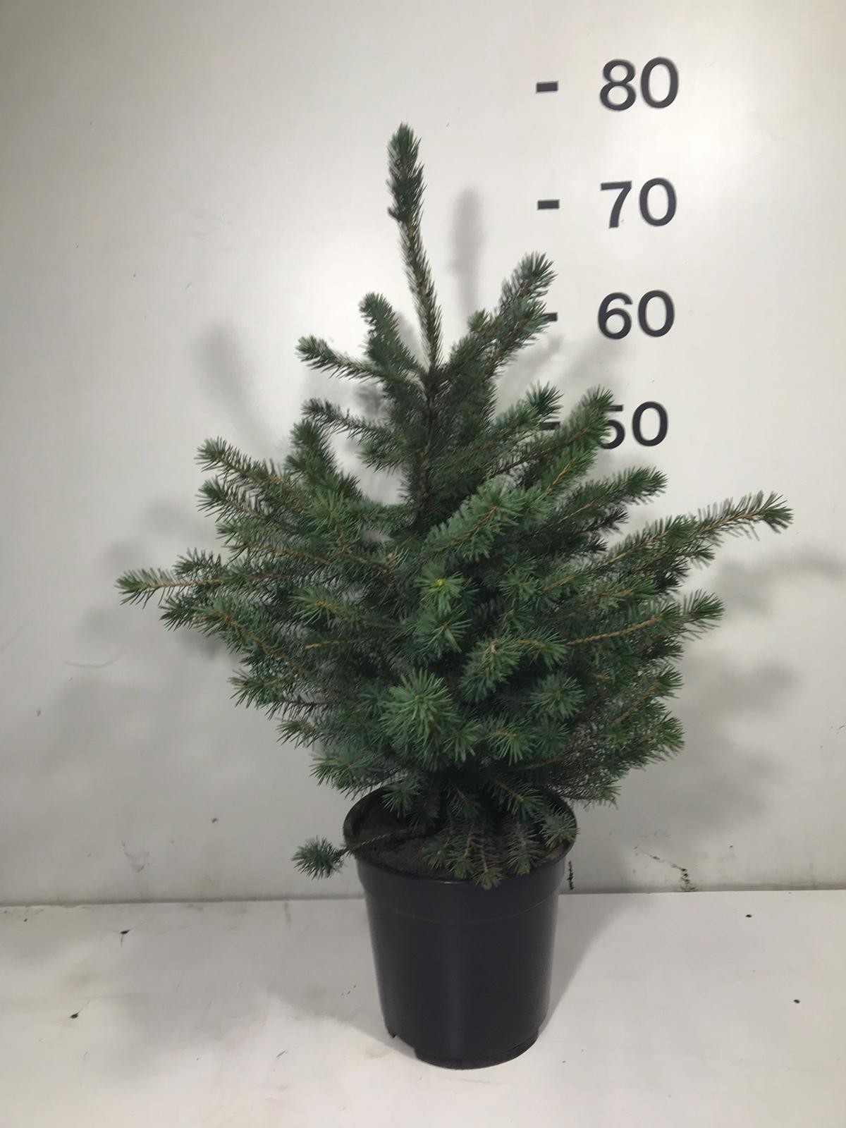 Picea omorika 60-80, D 19
