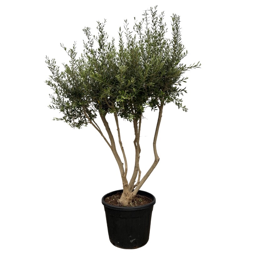 Olea Europaea Multi - 250cm, D 65