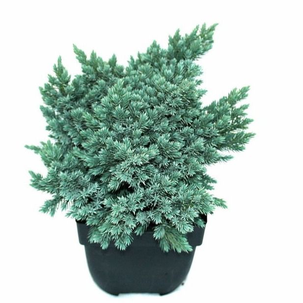 Juniperus squamata 'Blue Star' P17, D 17