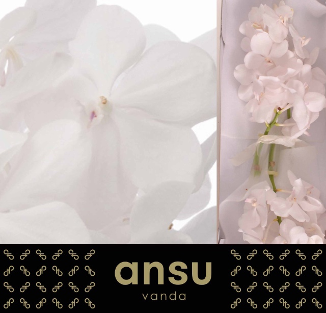 Ванда Таяни Даймонд Вайт x25, шт.