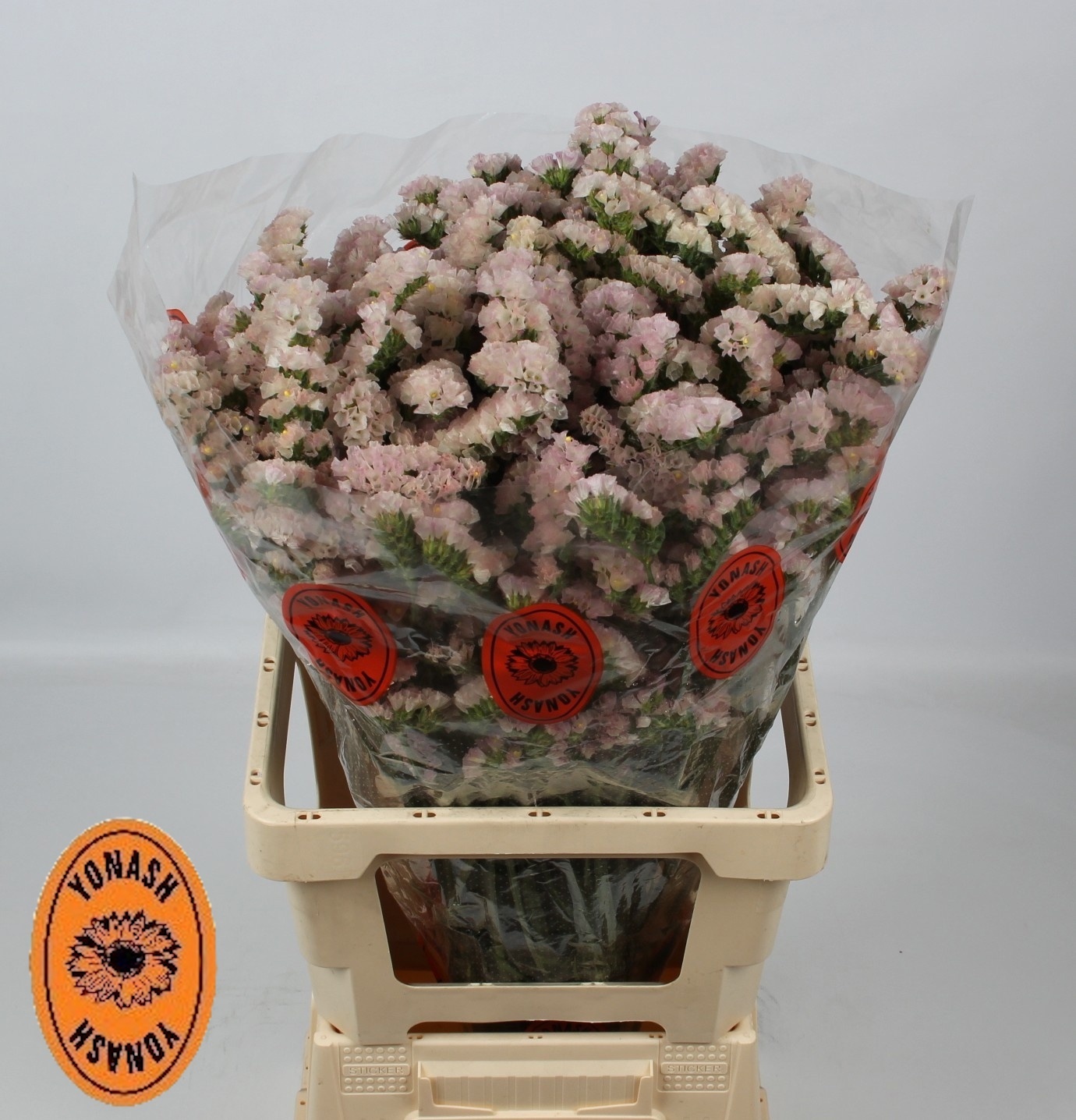 Статица Априкот Сан Бердс 75 (сальм.), шт.