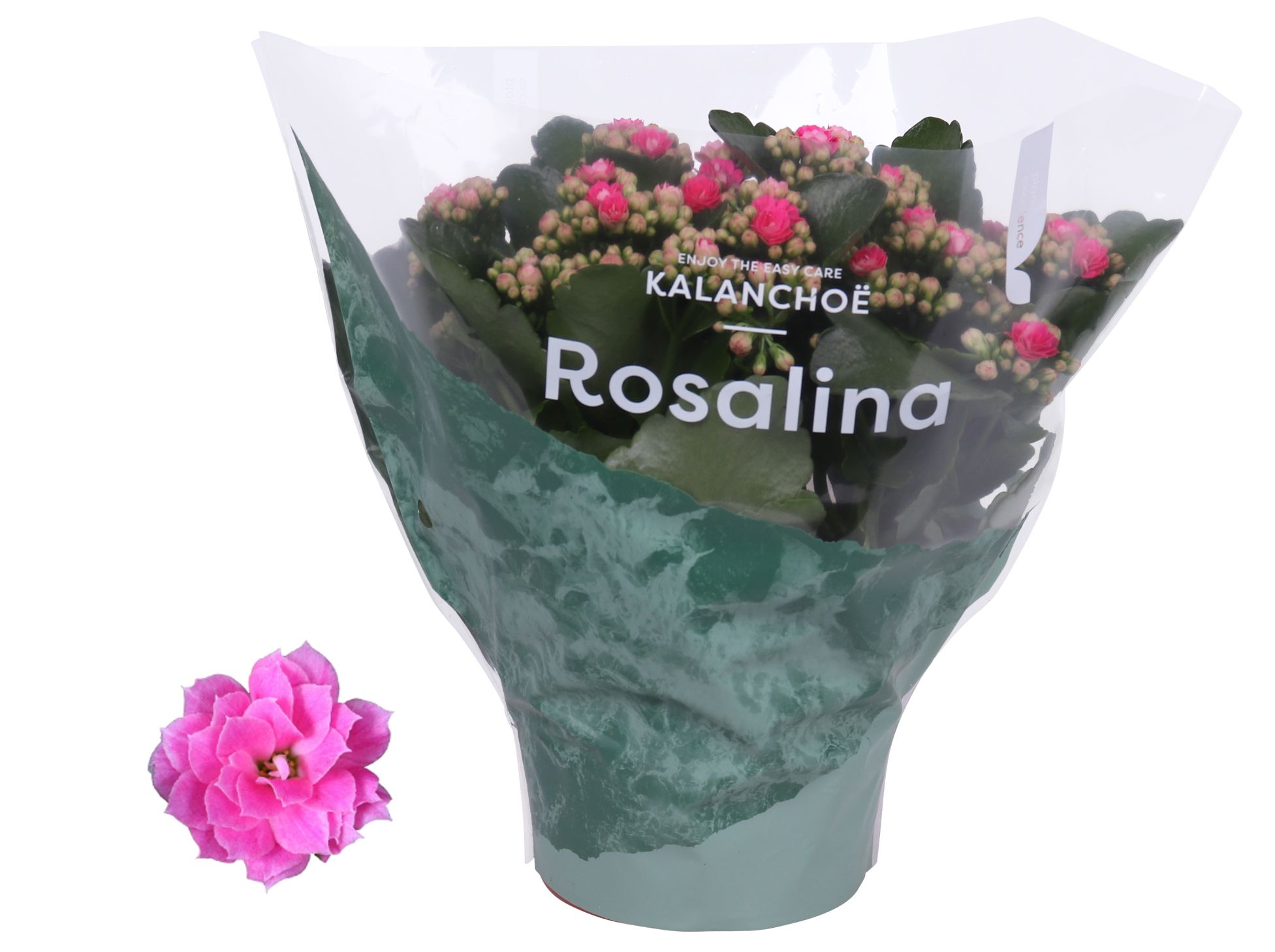 Kalanchoe Rosalina 15cm Don Nando roze, D 15
