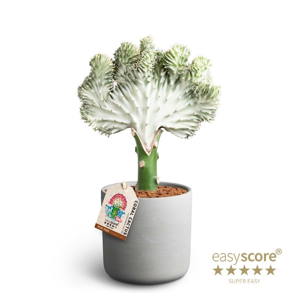 EUPHORBIA LACTEA 41117054 Raw Grey Lactea, D 12 cm EUPHORBIA LACTEA 41117054 Raw Grey Lactea, D 12 cm