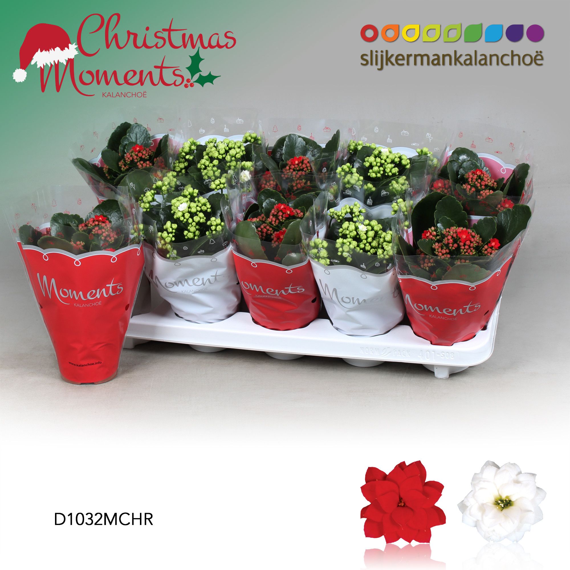 Kalanchoe Moments - Christmas Moments - kerst, D 10,5 cm Kalanchoe Moments - Christmas Moments - kerst, D 10,5 cm