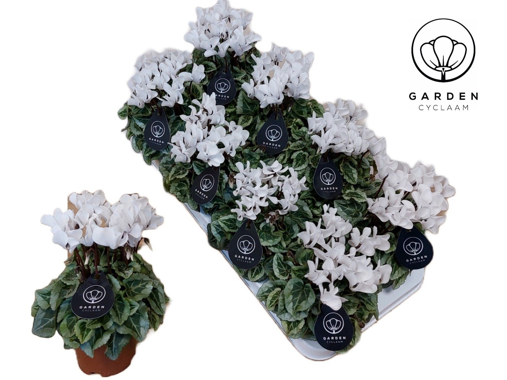 Cyclamen GARDEN DONATELLO WIT, D 10,5