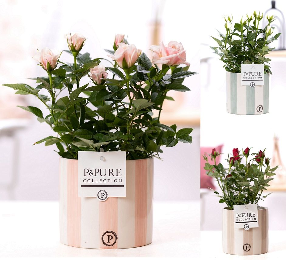 Rosa gemengd in P&PURE Eline2 ceramics ass. 3, D 12