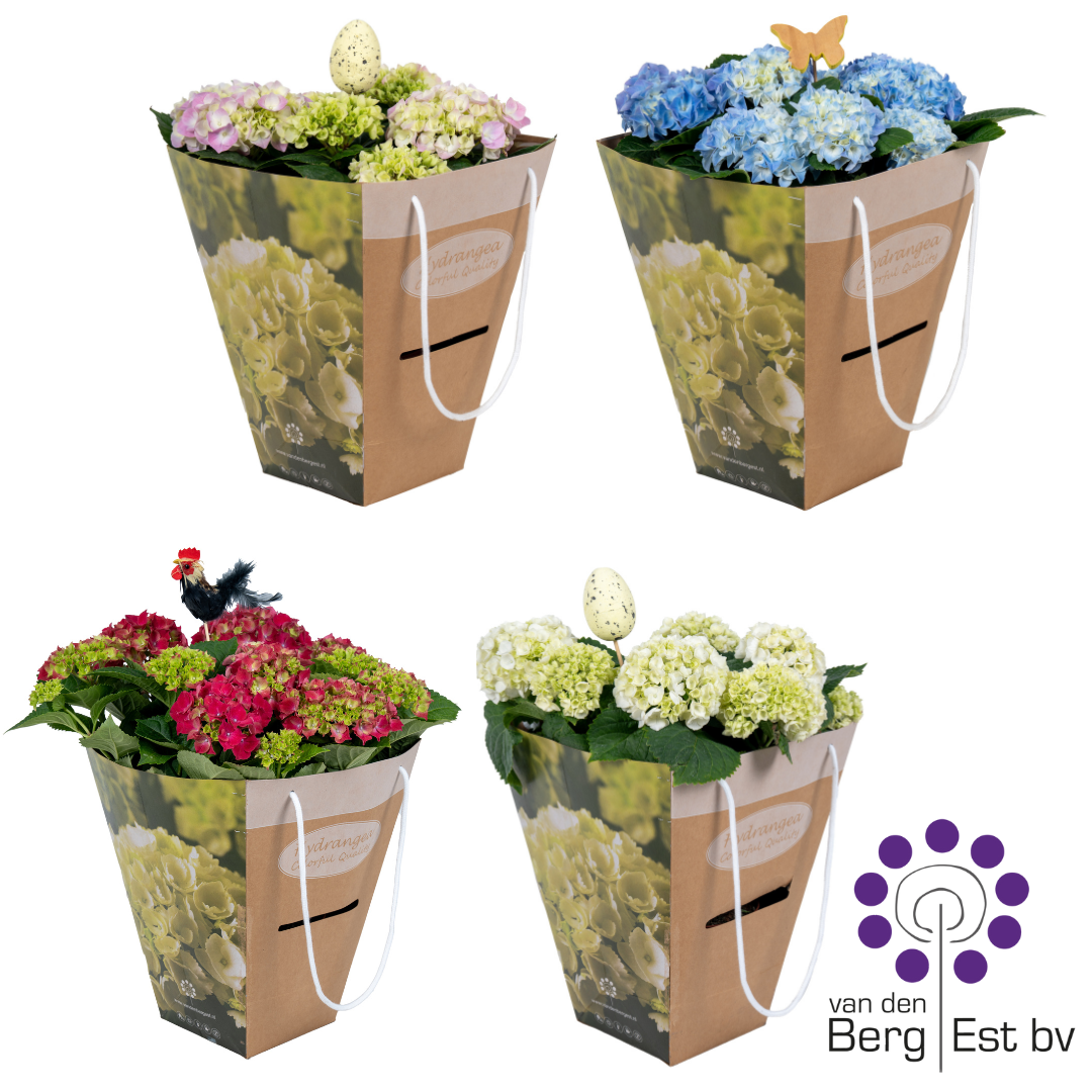 Hydrangea mi x6/10 in luxe kado tas Pasen met paassteker, D 14