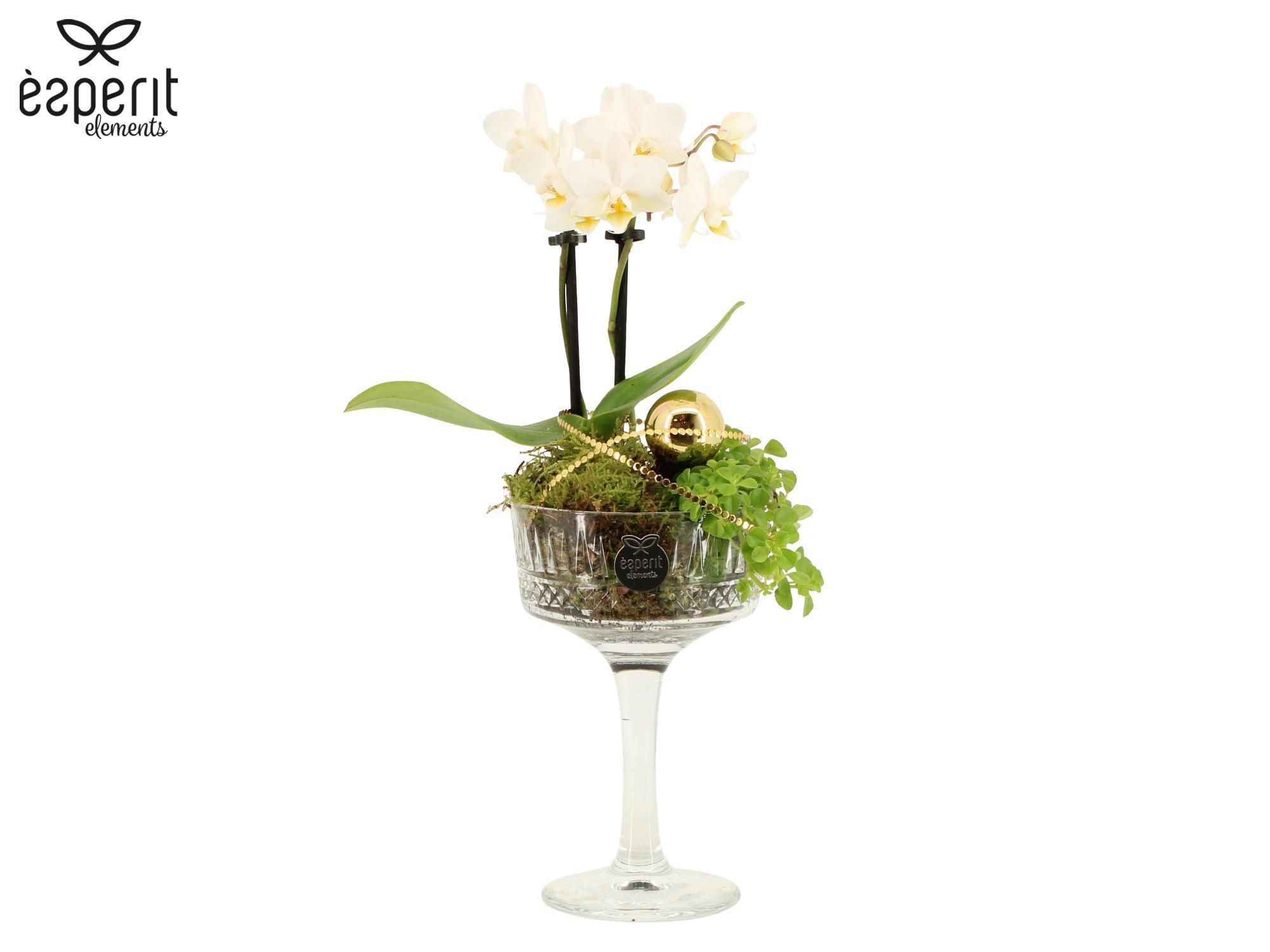 62057: X-mas arrangement, D 10