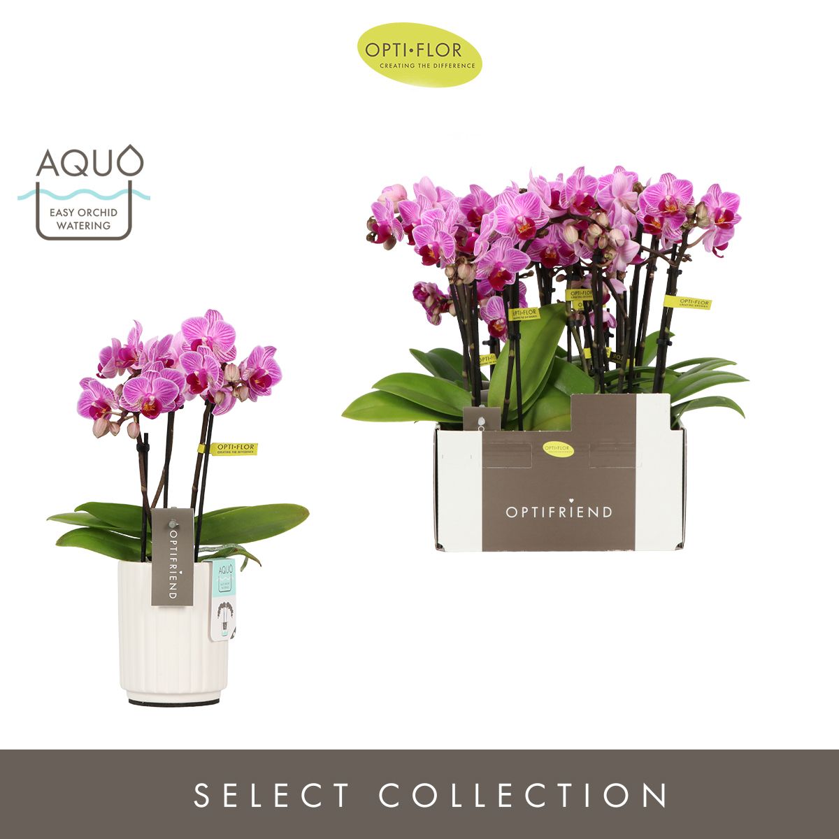 Optifriend Lotte 3 spike in Molise White Aquo, D 7 cm