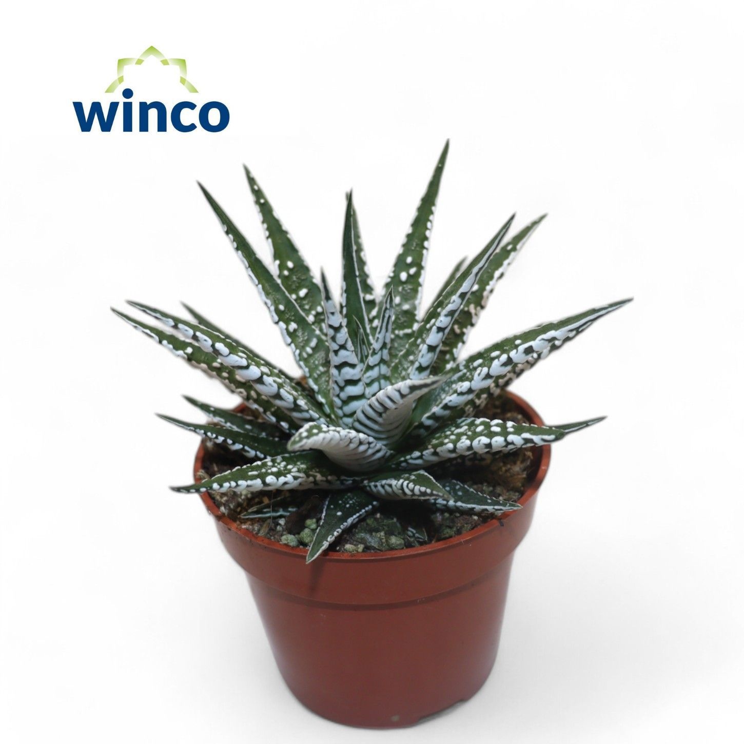 Haworthia Alba, D 8,5 cm