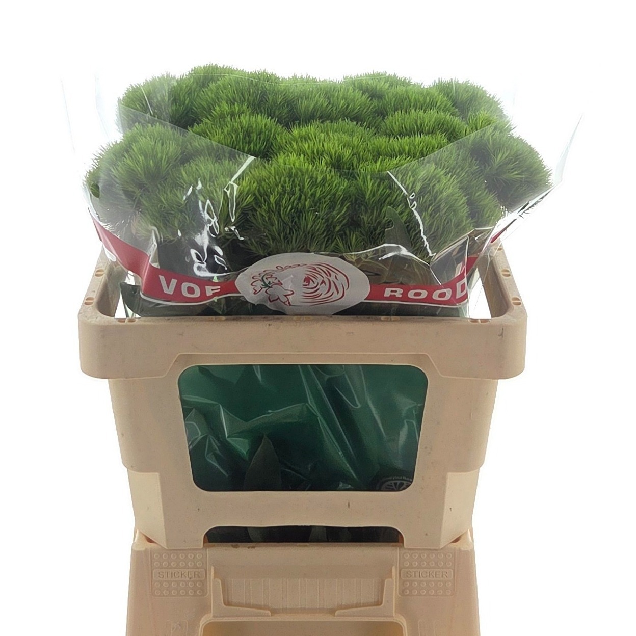 Диантус Барбатус Грин Вики 55, шт.