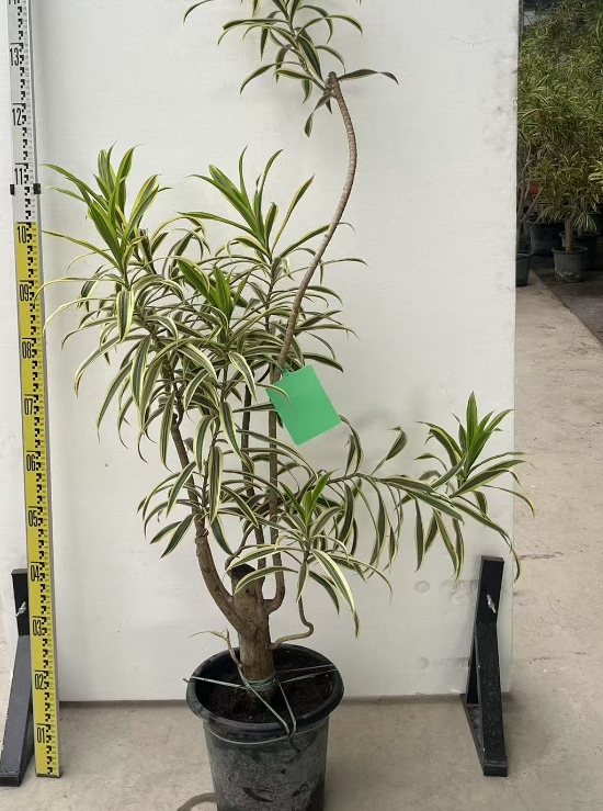 Драцена Шапед голд-едгед лили бамбук грин ханг таг 18 110