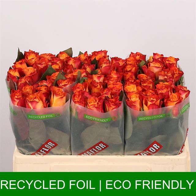 Роза од. Марио! 50, шт.