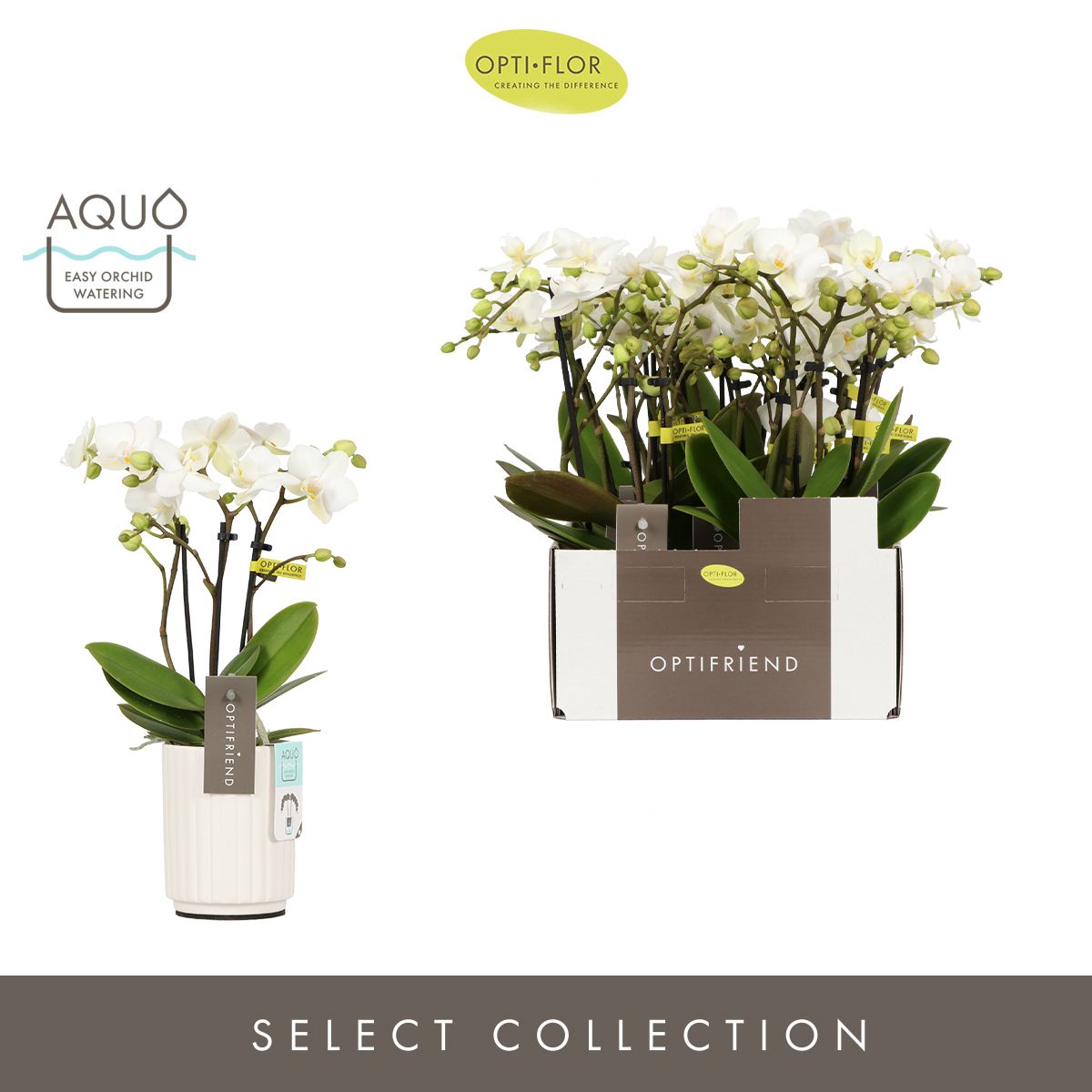 Optifriend Sandra 3 spike in Molise White Aquo, D 7 cm