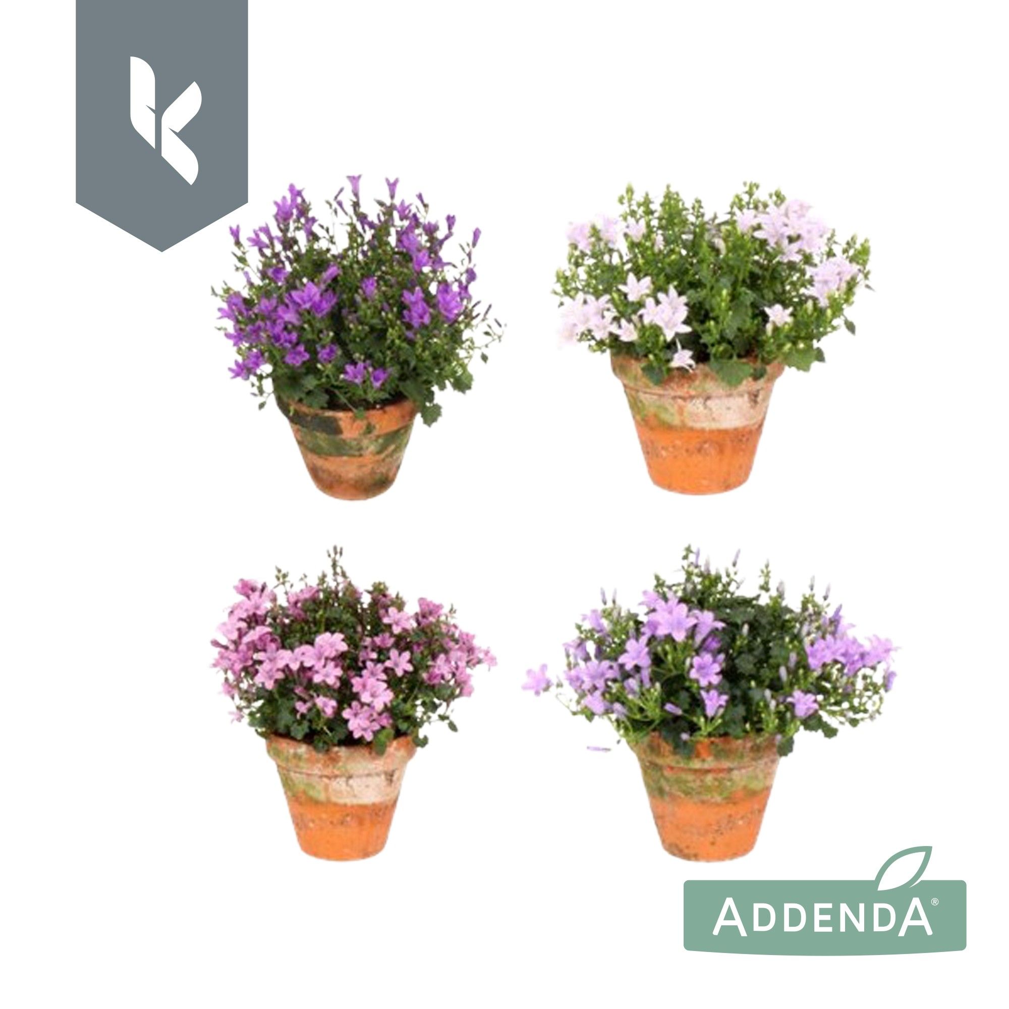 Campanula Ambella Mix Laag, minimaal 3 kleuren, in terracotta., D 10,5
