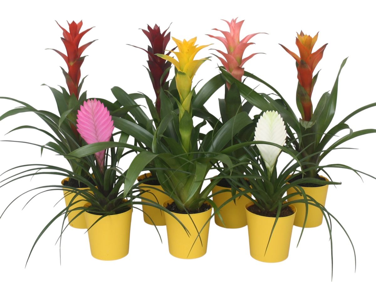 Bromelia gemengd in gele kunststof pot, D 10