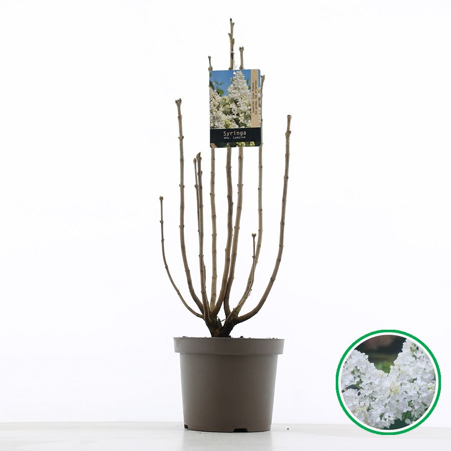 Syringa vulgaris 'Mme Lemoine' C7.5 (26cm.), D 26