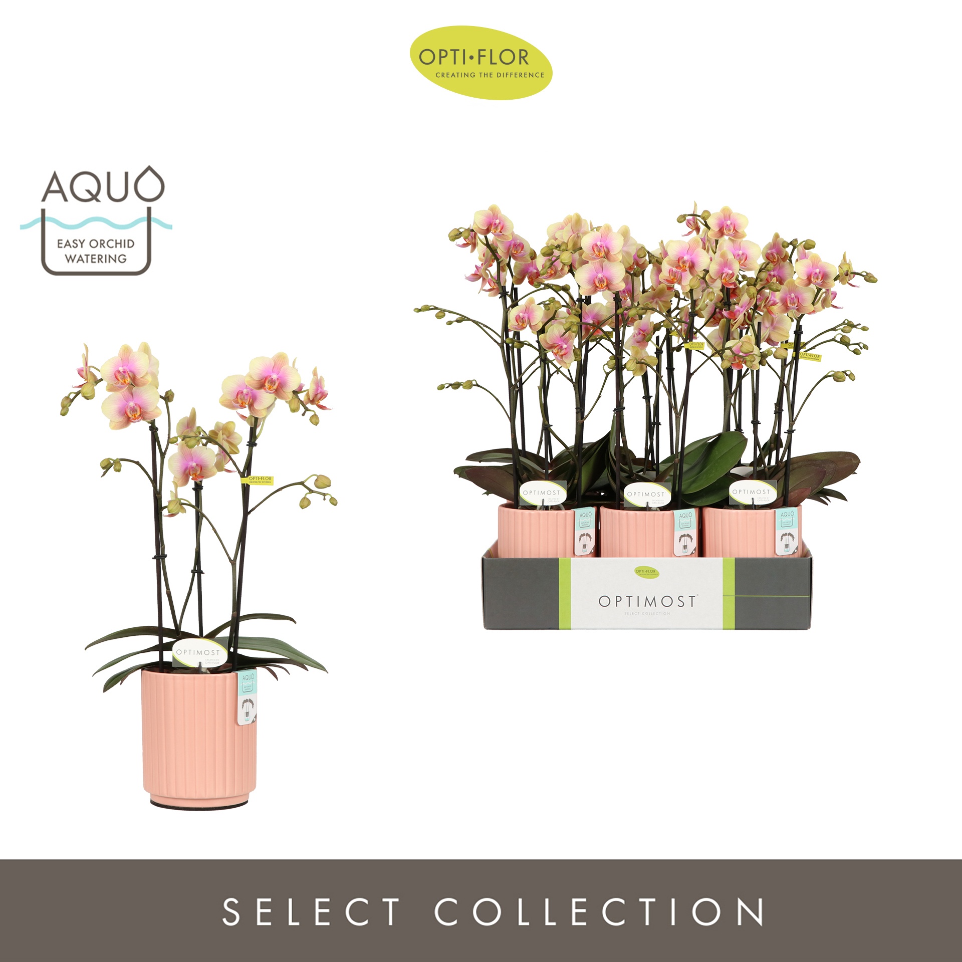 Optimost Belle Helene 3 spike in Molise Salmon Aquo, D 12 cm