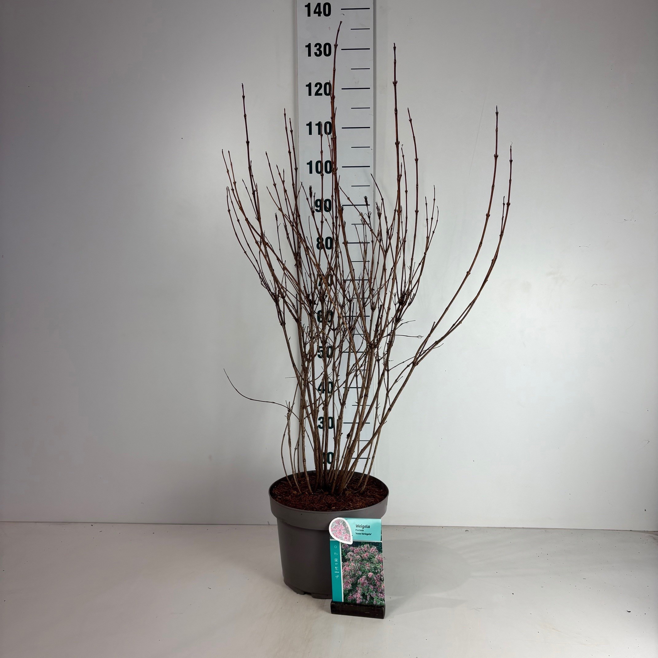 Weigela Nana Variegata, D 29