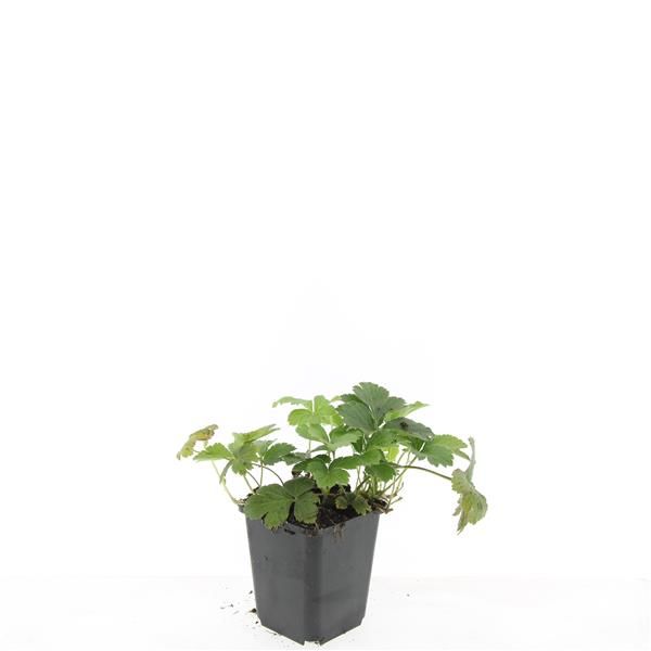 Waldsteinia ternata, D 9