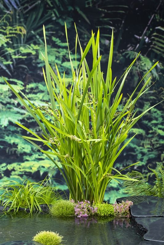 Sparganium erectum (18x18), D 18