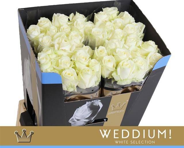 Роза од. Аваланш+ 70, шт.