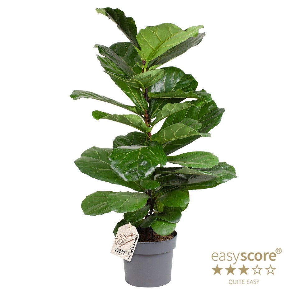 FICUS LYRATA, D 24 cm