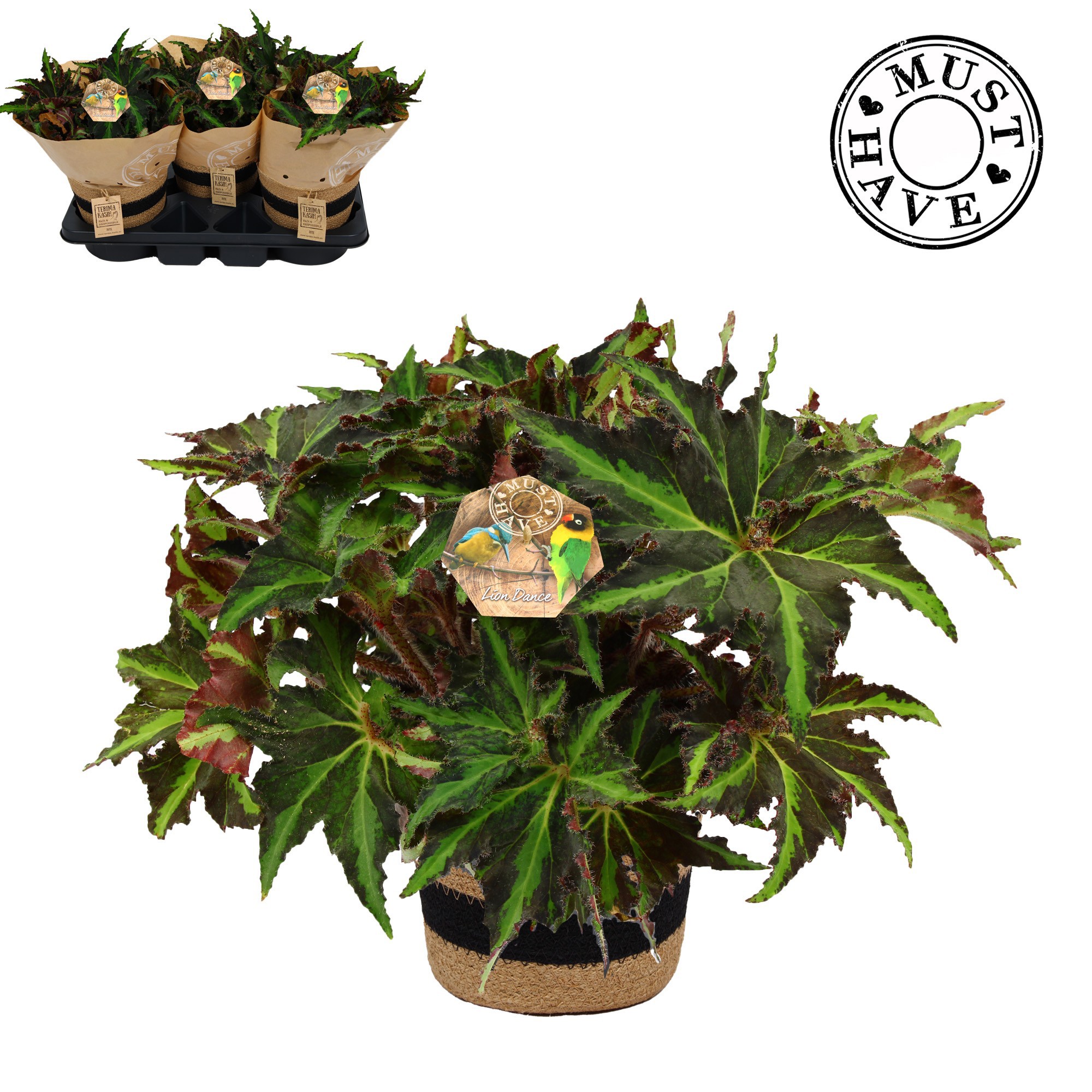 Bladbegonia Rex 17 Liondance in jutte mand Must Have, D 17