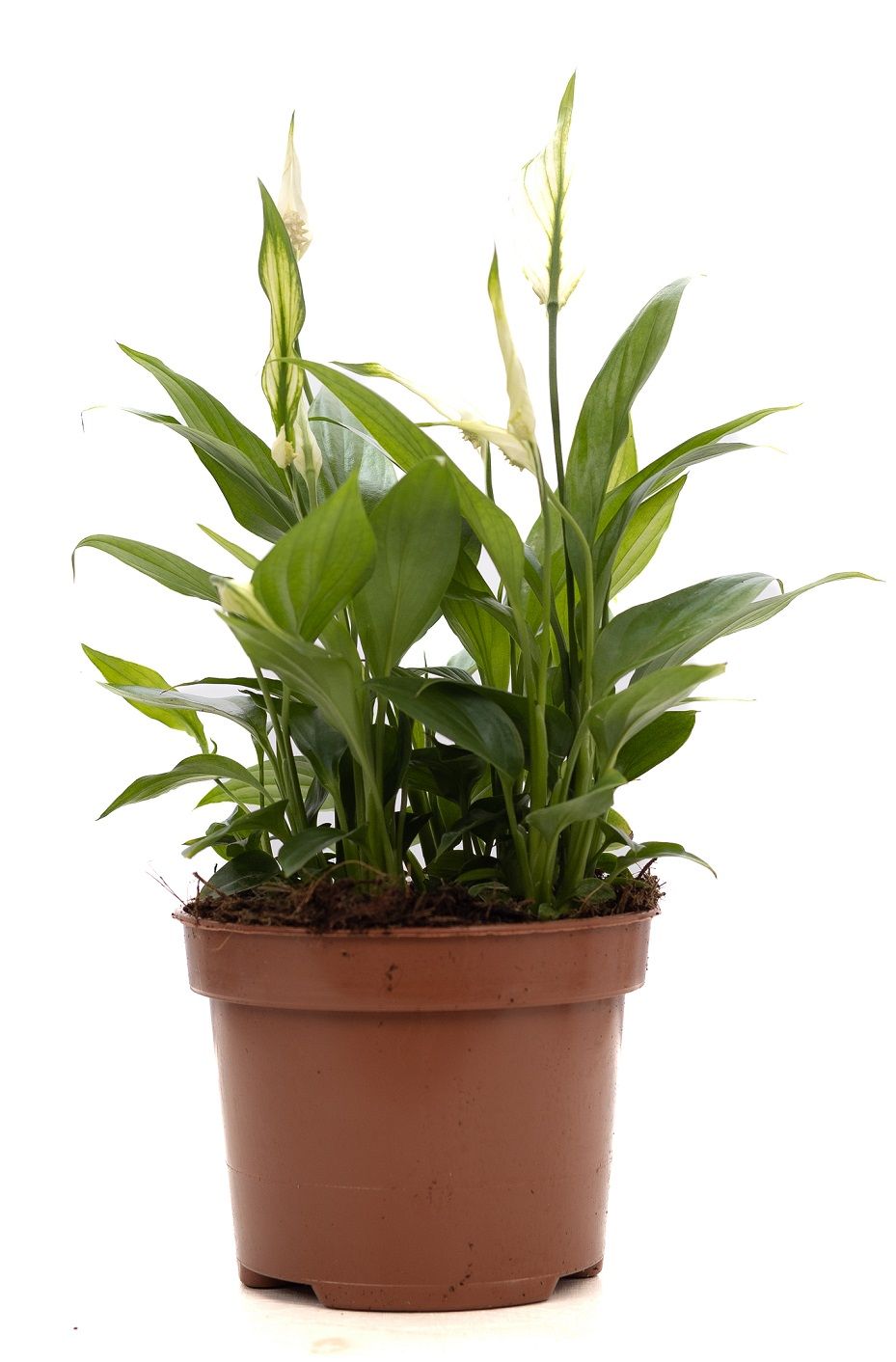Spathiphyllum Korto P&PURE Collection, D 12